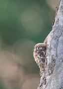 Steinkauz - Little Owl (Athene noctua)
